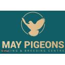Lot.8. "MAY PIGEONS" WHAT AN OFFER. The winning bidder can pick any pigeon worth up to £400 from our website sale birds if you click on www.maypigeons.com you will see the pigeons and can pick your own.