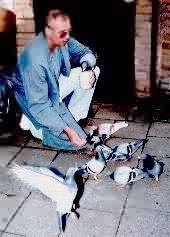 Pigeon fancier - Peter Van Osch