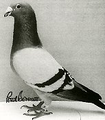 Racing Pigeon - 10,000 Cock