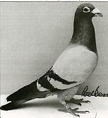 Broken Wing Cock