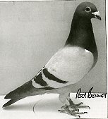 Racing Pigeon - Dormo