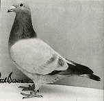 Racing Pigeon - Liam