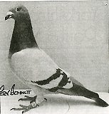 Racing Pigeon - Nanna Hartley