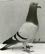 Racing Pigeon - the Show Hen
