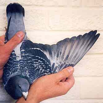 Racing pigeon winner of prizes up to almost 500 miles