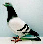 Pigeon fancier John Woodward -- racing pigeon -- 7  X 1st Mid Cheshire Federation plus other prizes