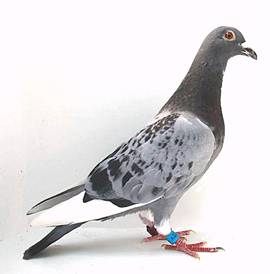 http://www.fpcolumbofilia.pt/LeiloesMira/Leilao58/V41826-16.f1.jpg