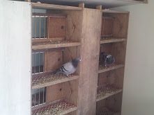 Inside Old Bird Loft.jpg