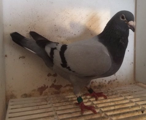 Donald
