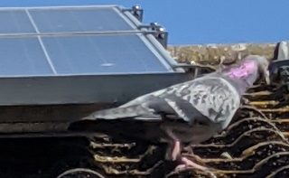 house pigeon