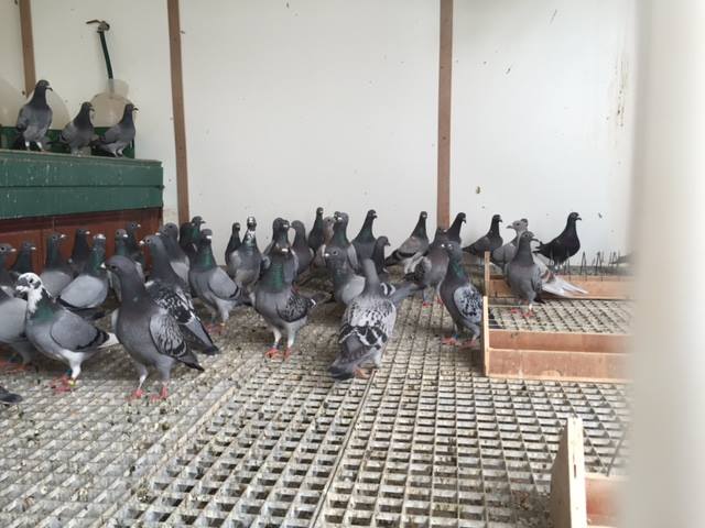 team uk/Ireland 2nd shipment safely in the loft 