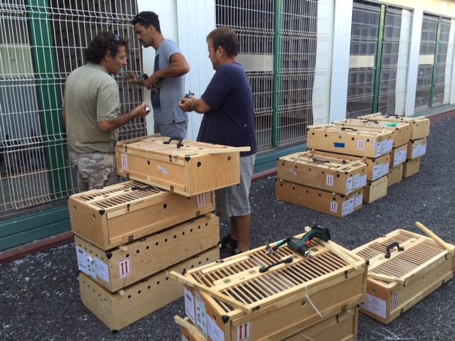 450 Pigeons first shipment from Slovakia, Czech republic, Austria