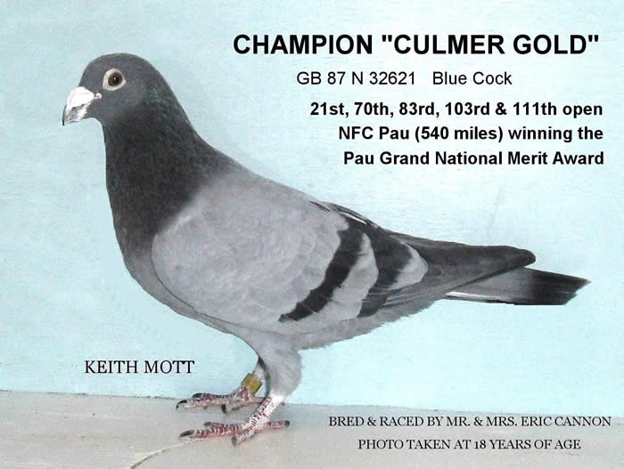 Culmer Gold  Bred & Raced By Mr & Mrs Eric Cannon