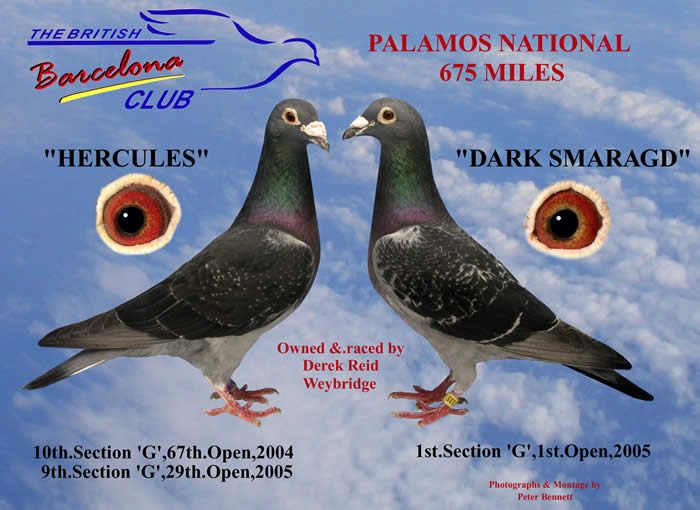 Types Of Racing Pigeons Types Of Racing Pigeons With Pictures And Names And Pictures ...