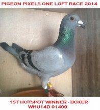 Pigeon Pixels One Loft Race 2014  1st Hotspot