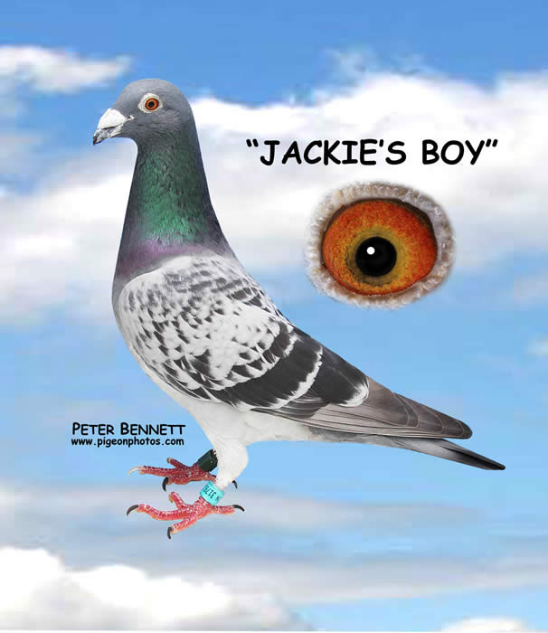 D. Wells'  Jackie's Boy