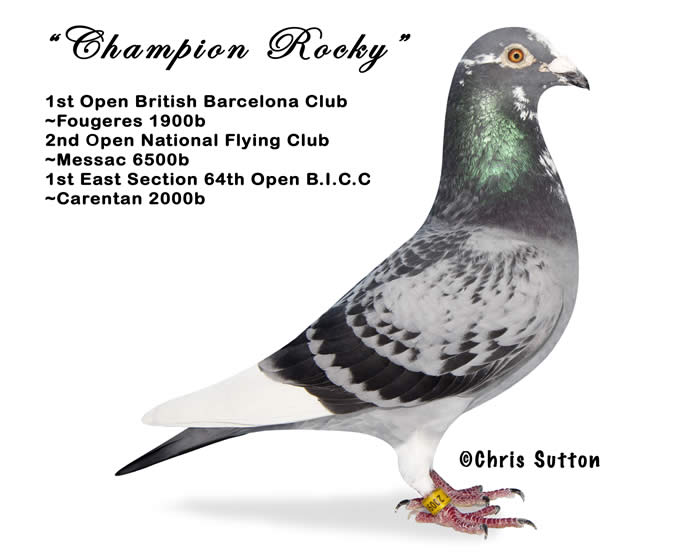 Mark Bulled Elimar Pigeon Services Limited