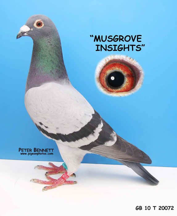 The Breeding Behind Nic Harvey's 4 Barcelona Birds of 2012