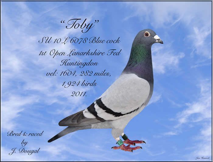 『The Pigeon』 Percy the Potty Pigeon - on the ZX Spectrum 48K !! with