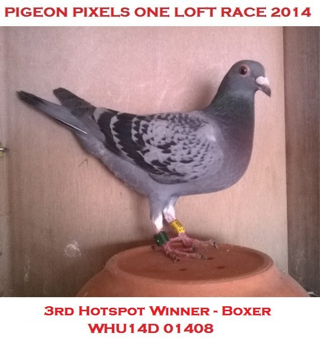 Pigeon Pixels One Loft Race 2014  3rd Hotspot