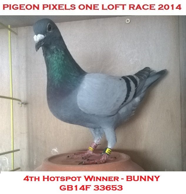 Pigeon Pixels One Loft Race 2014  Hotspot 4