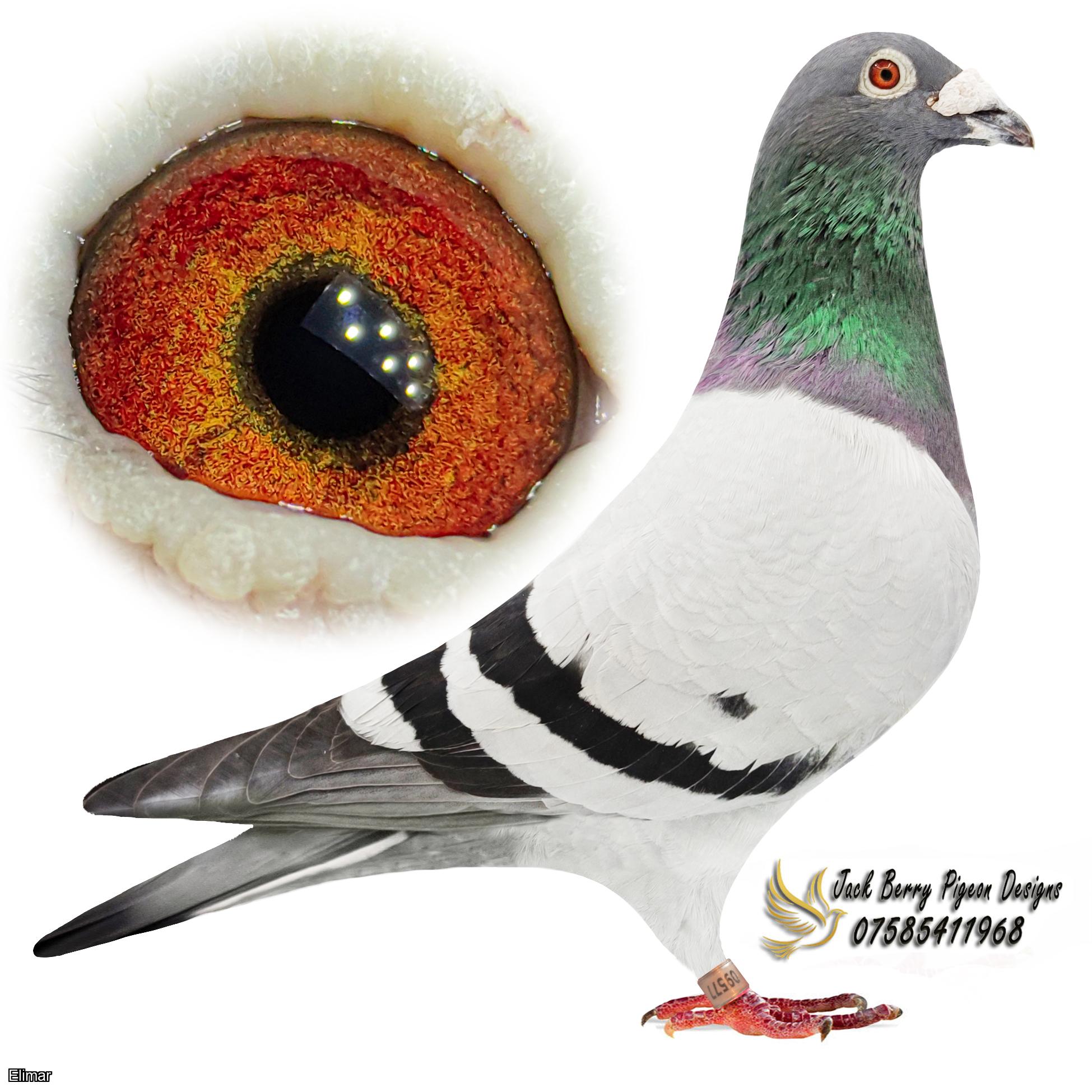 elimar pigeon services limited elimar pigeon services limited elimar pigeon services limited elimar pigeon services limited