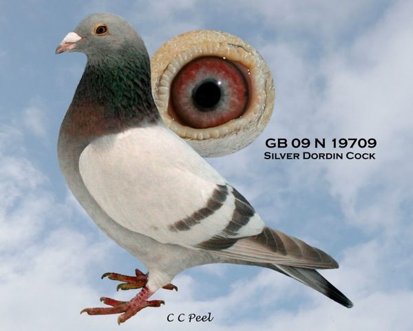GB09N19709 Silver Cock