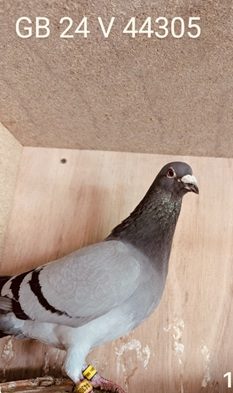 IMG 0964 27 06 25v