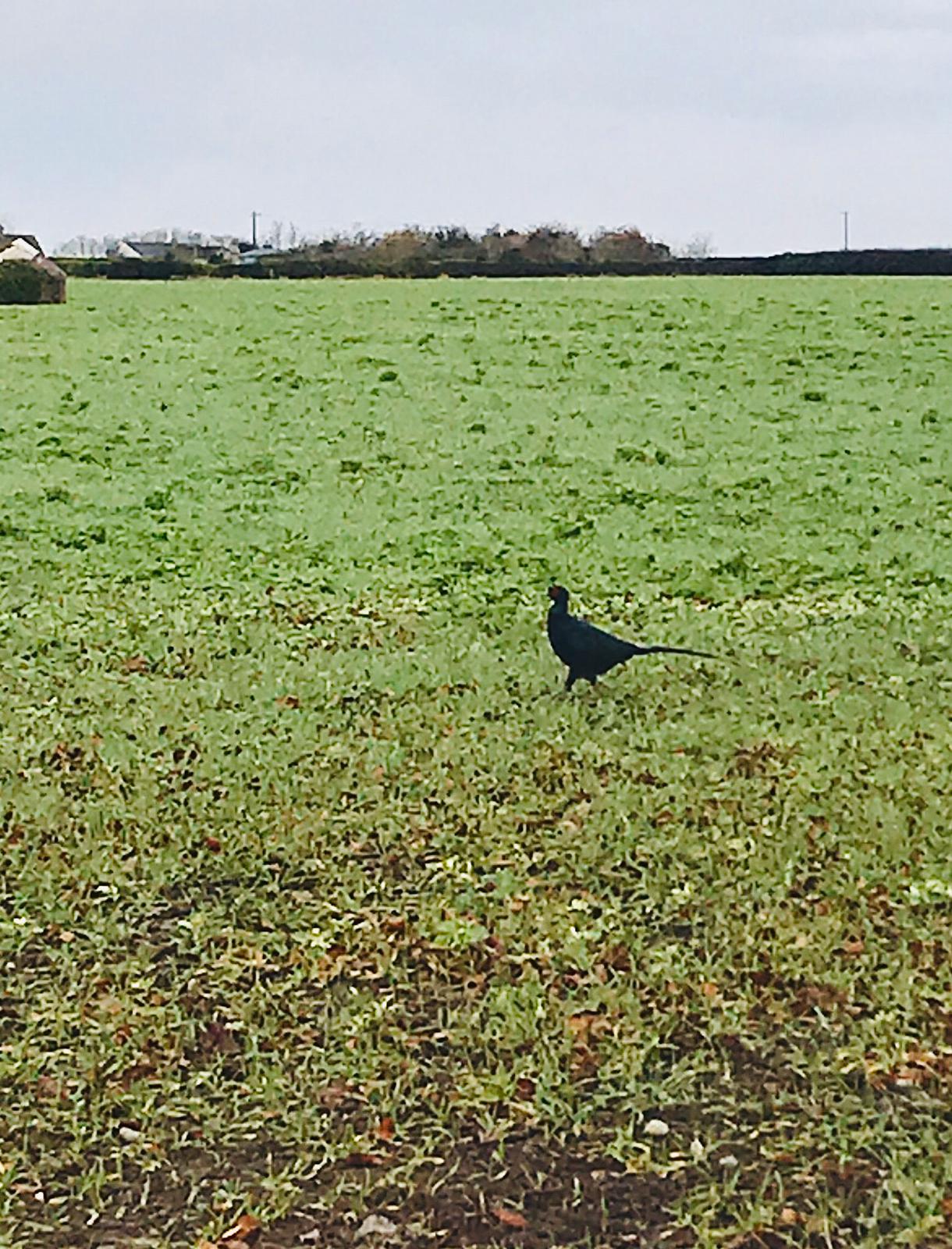One of my Black pheasants taking a stroll into the danger zonejpg