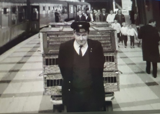 Station master at Cork Railway loading up the pigeons