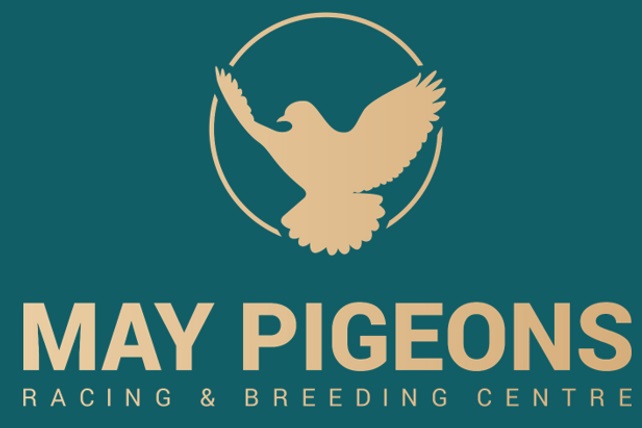 May Pigeons