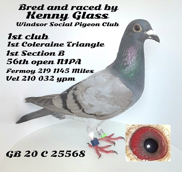 glassbird