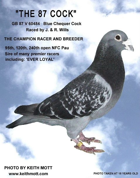 87 cock jr wills