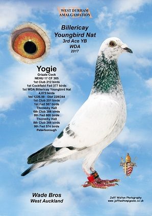Yogi
