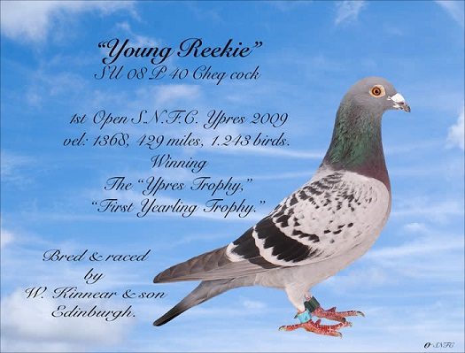 YoungReekie