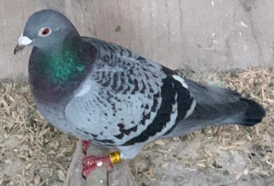 dave smith first bird