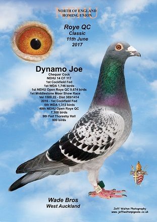 dynamo joe