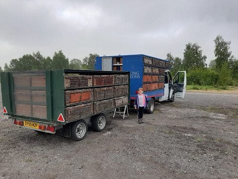 lib site