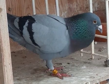 mcgettiganbird