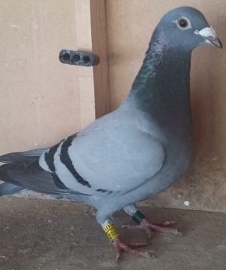 quinn bird