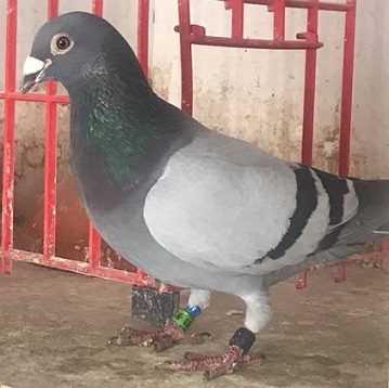 simmons bird