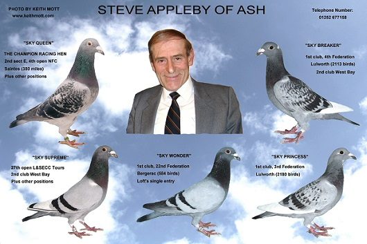 steve app mon t