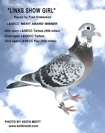 29Ll