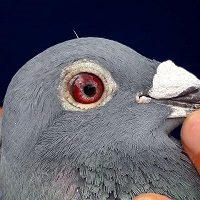 Eye of demolition man