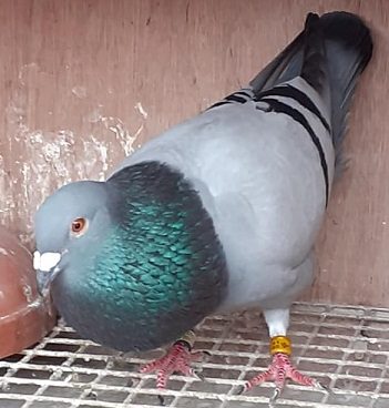 allisterbird