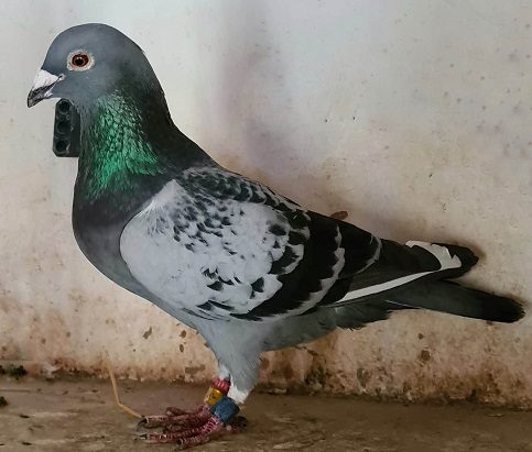 bwaterbird