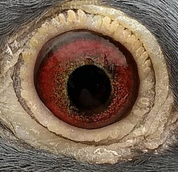 eagleeye