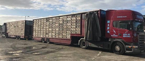 skibbtransport