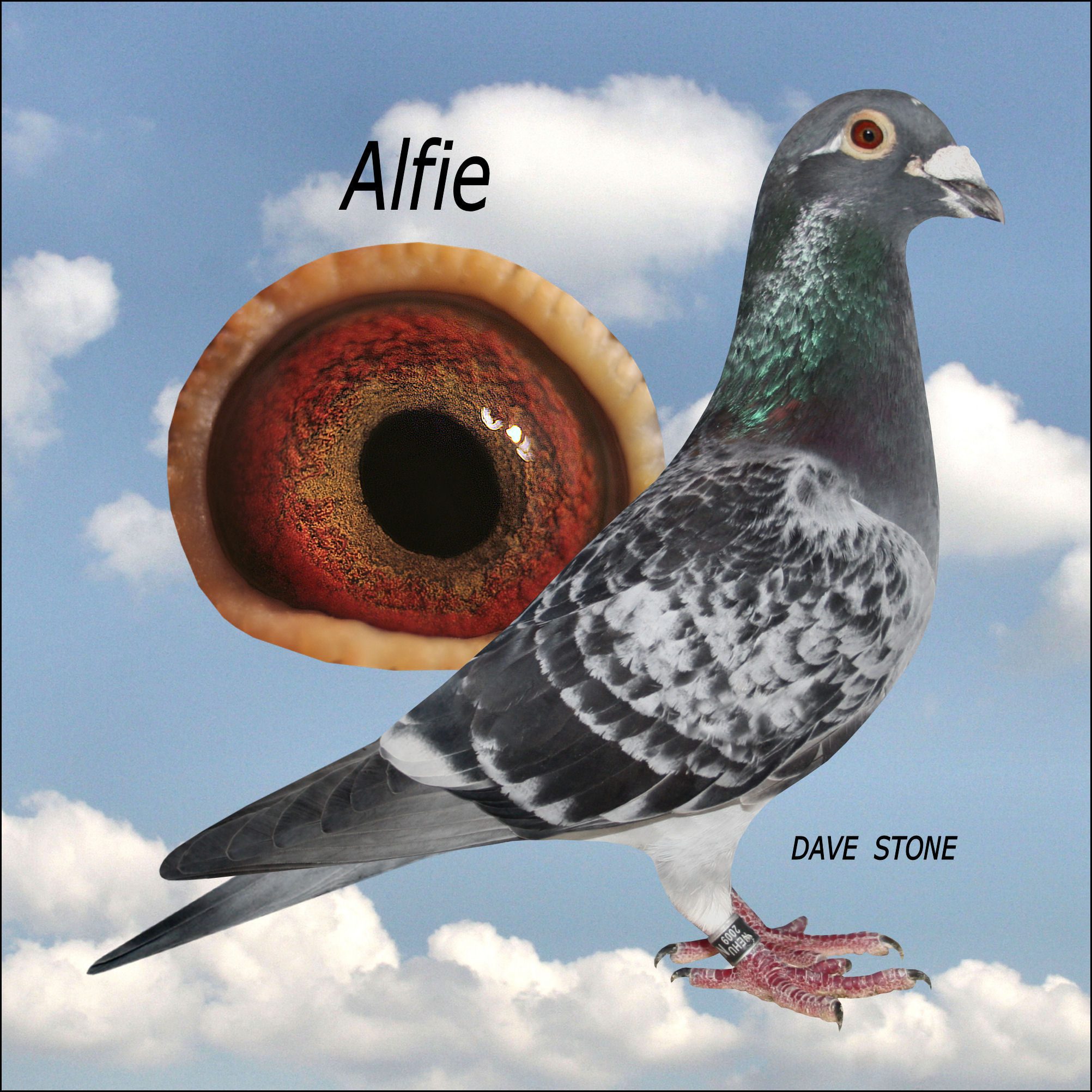 ALFIE BREEDER OF OVER 35 X 1ST PRIZE WINNERS