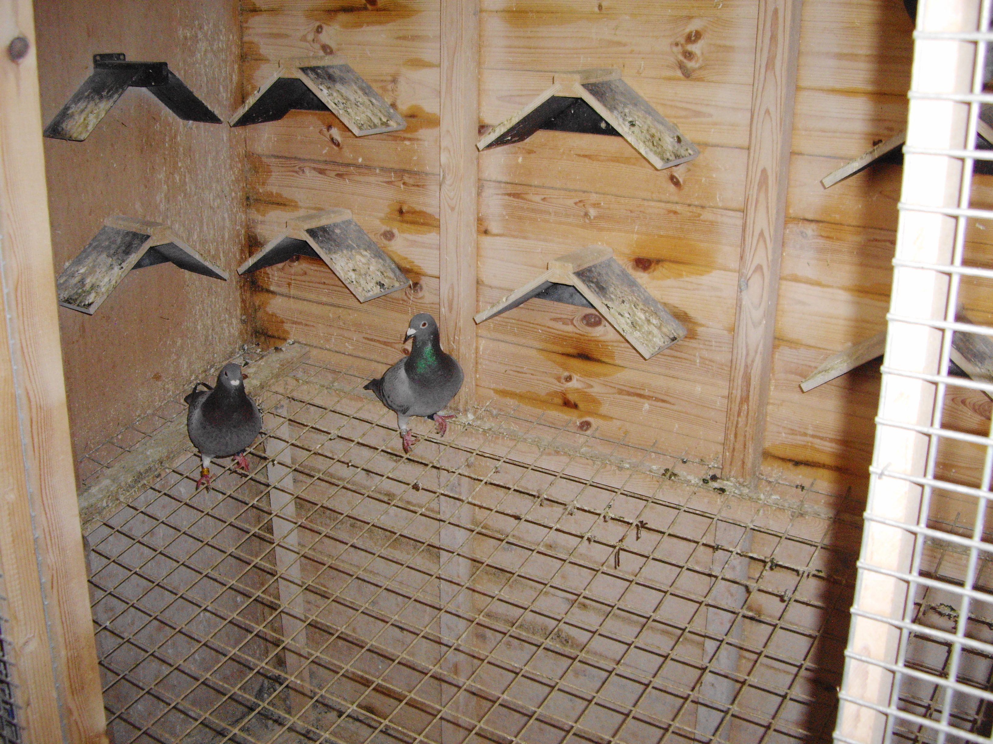 Bobby Brandons Hen Section